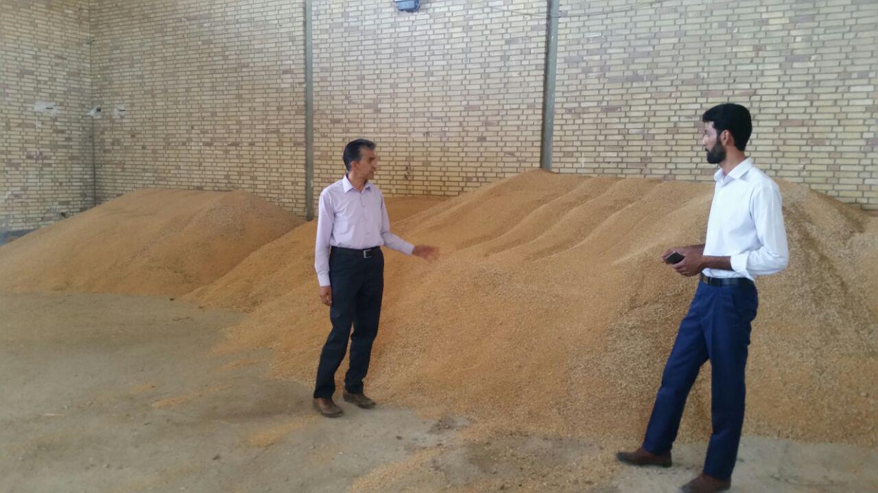 آغاز خرید تضمینی گندم در سرخه