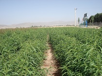 فعالیت 15 نهالستان در استان مرکزی فعالیت 15 نهالستان در استان مرکزی