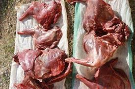 کشف گوشت میش وحشی در تربت حیدریه کشف گوشت میش وحشی در تربت حیدریه