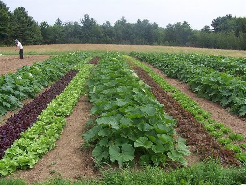 افزایش دو برابری تولید محصول صیفی و سبزی در چهارمحال و بختیاری