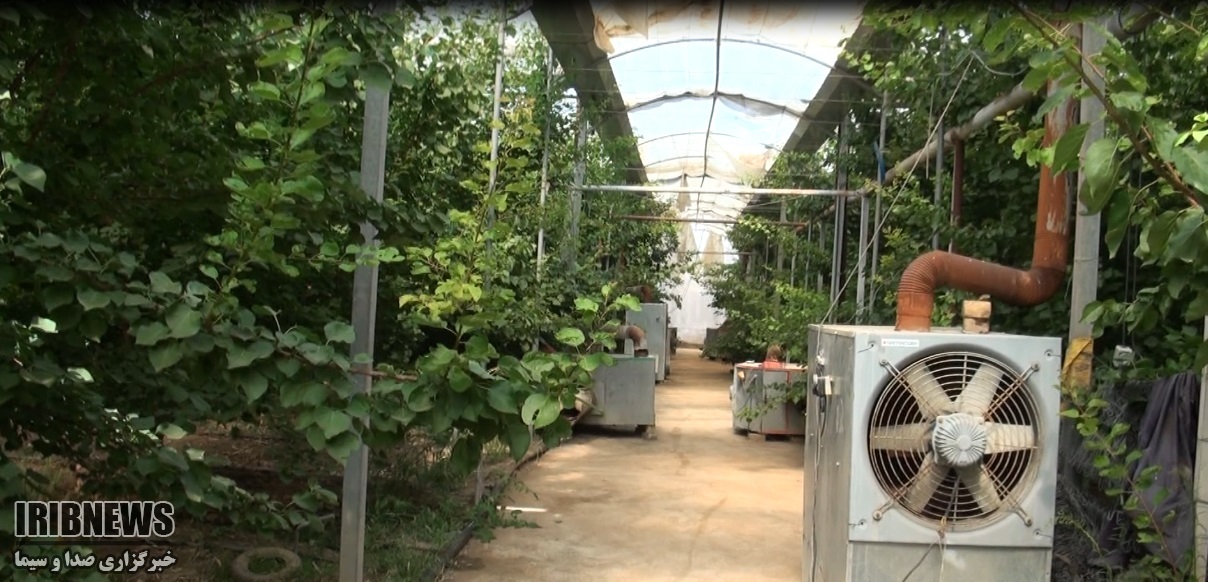 تولید هلو و زردآلوی گلخانه ای