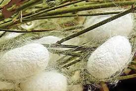 دو برابر شدن حجم تولید پیله ابریشم در خوشاب