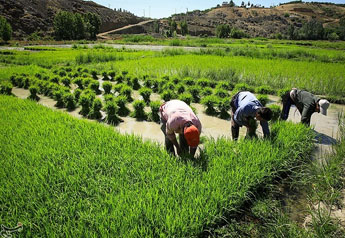 80هکتار از مزارع کشاورزی بخش سوق زیر کشت برنج رفت