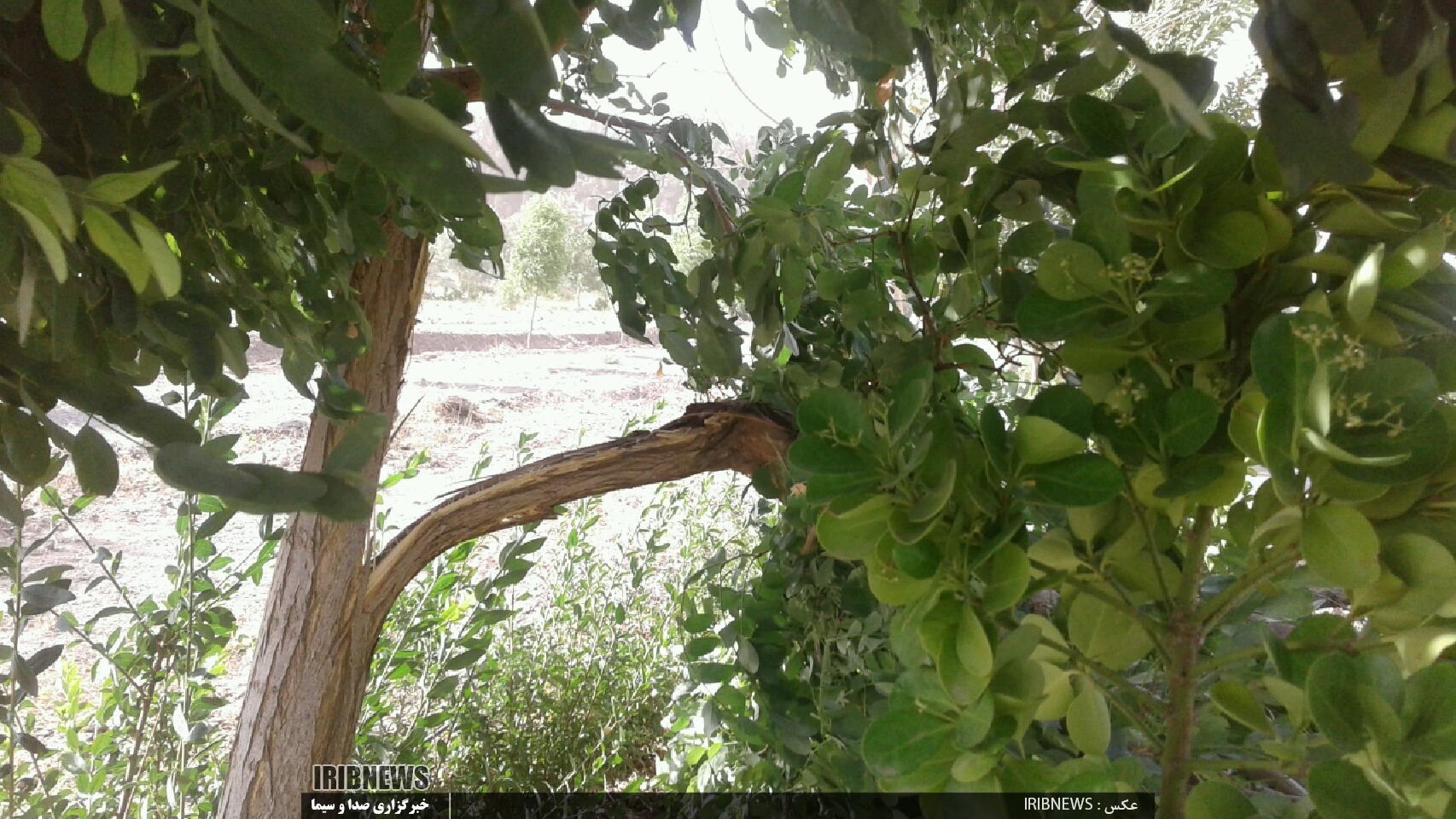 عناب بیشترین محصول بیمه شده خسارت دیده از طوفان