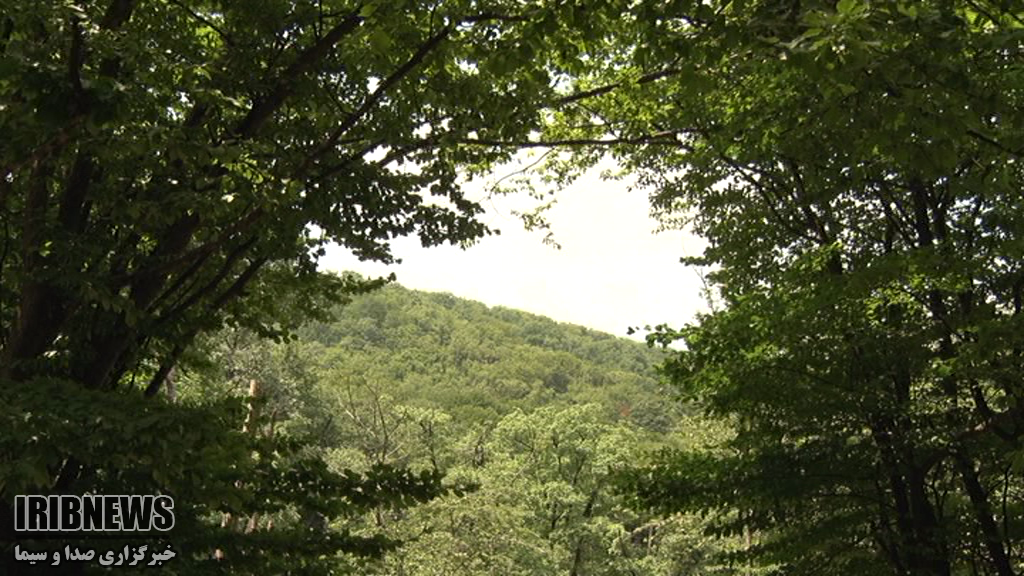 رسالت سخت ما برای مراقبت از مادر جنگل&zwnj;ها