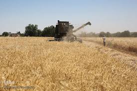 افزایش 30 درصدی تولید گندم در خوشاب