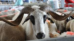 نظارت بر ذبح بهداشتی دام نظارت بر ذبح بهداشتی دام