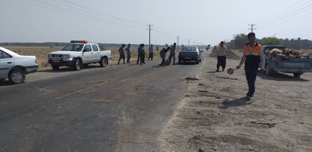 تلف شدن17 راس گوسفند بر اثر تصادف در جیرفت تلف شدن17 راس گوسفند بر اثر تصادف در جیرفت