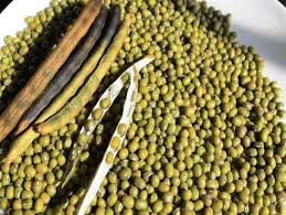 کشت حبوبات در شوشتر