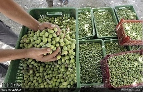 آغاز برداشت زیتون از باغ های خراسان جنوبی