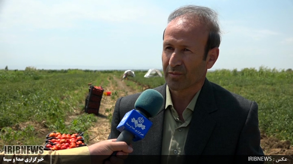  افزایش 70درصدی سطح زیر کشت گوچه فرنگی در پارس آباد