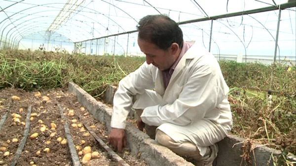 تلاش برای خودکفایی در تولید بذر سیب زمینی