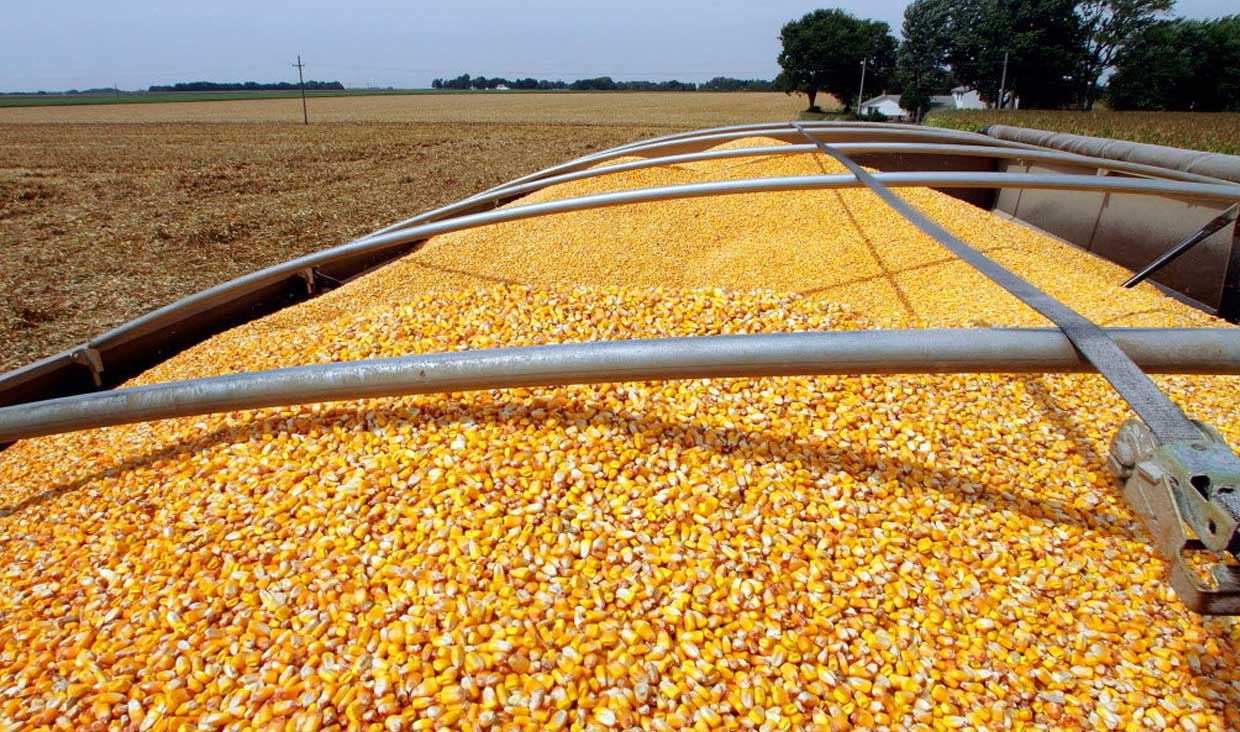 کشف ۳۵ تن ذرت قاچاق در کنگاور کشف ۳۵ تن ذرت قاچاق در کنگاور