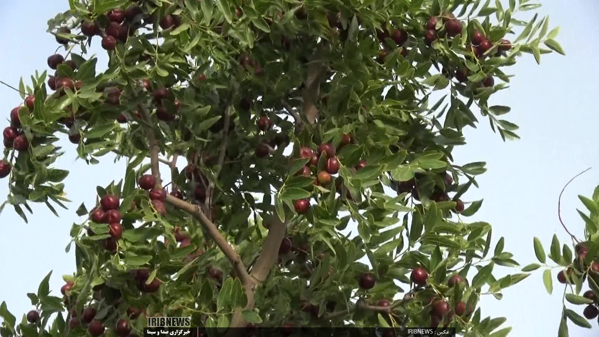 آغاز برداشت عناب تازه در خراسان جنوبی