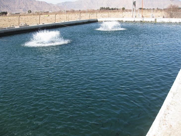 پرورش ماهی در استخر‌های کشاورزی کازرون