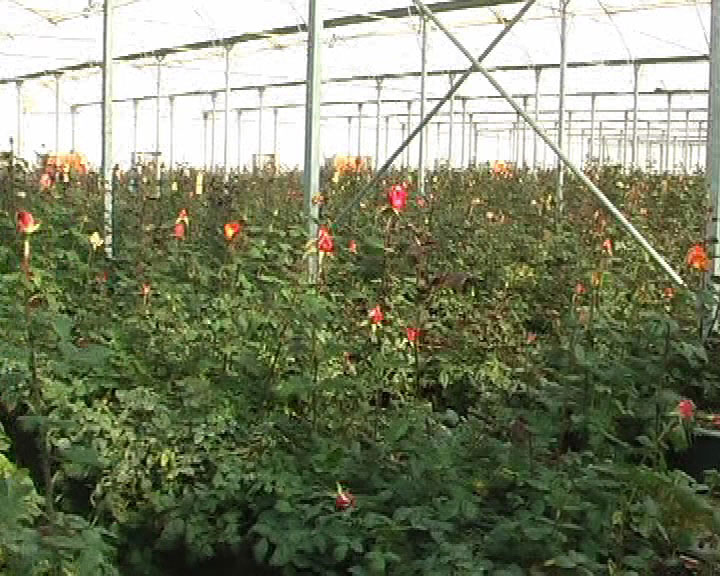 به نام گل به کام دلال