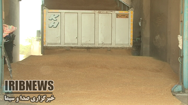 پرداخت مطالبات گندمکاران زنجانی پرداخت مطالبات گندمکاران زنجانی