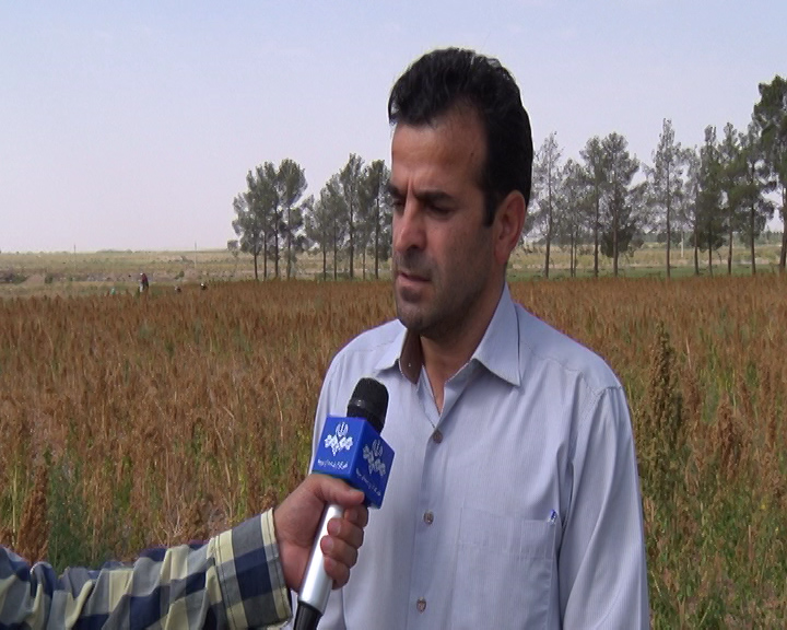 کینوا ؛ تولید برنج در کویر