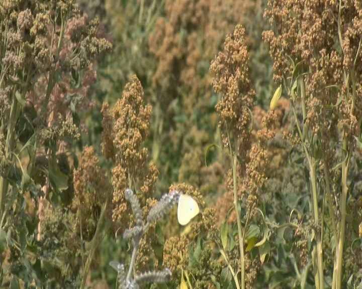 کینوا ؛ تولید برنج در کویر