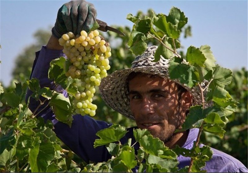 برداشت انگور از تاکستان&zwnj;های اصفهان