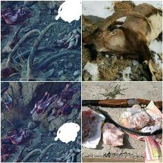 دستگیری شکارچی متخلف در آمل