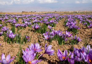 کشت مکانیزه پیاز زعفران در چهارمحال و بختیاری