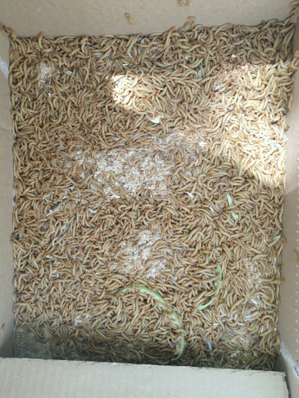 کشف محموله سوپر ورمی کرم در مرز دوغارون تایباد کشف محموله سوپر ورمی کرم در مرز دوغارون تایباد