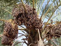 اعلام خرید توافقی خرما در خوزستان اعلام خرید توافقی خرما در خوزستان