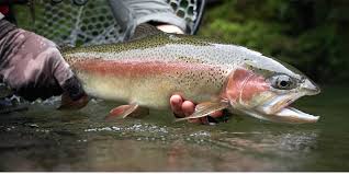 نخستین دوره مسابقه صید تفریحی ماهی در طرقبه شاندیز نخستین دوره مسابقه صید تفریحی ماهی در طرقبه شاندیز