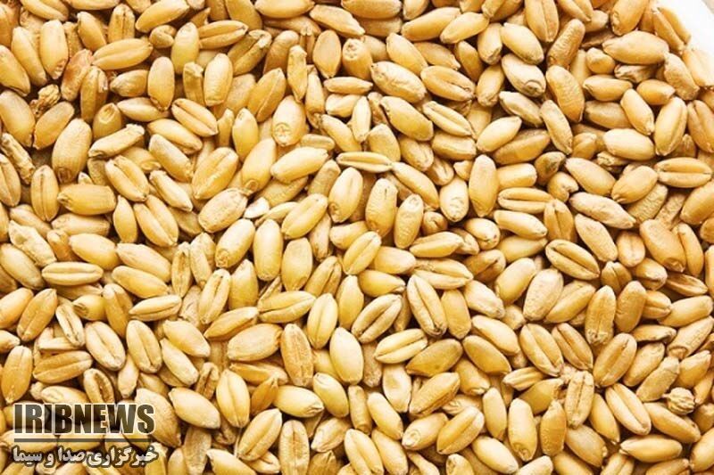 آماده شدن بیش از دو هزار تن بذر گندم برای توزیع در مهاباد آماده شدن بیش از دو هزار تن بذر گندم برای توزیع در مهاباد