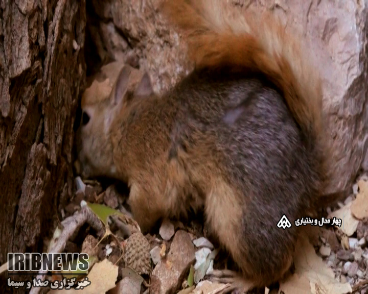 از جنگل های زاگرس تا بازارهای سیاه