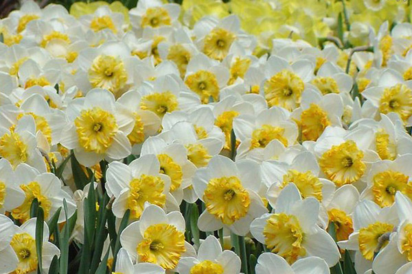 زیبای سودآور زیبای سودآور