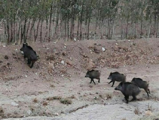 کنترل جمعیت گرازها در دستور کار اداره کل محیط زیست استان یزد کنترل جمعیت گرازها در دستور کار اداره کل محیط زیست استان یزد