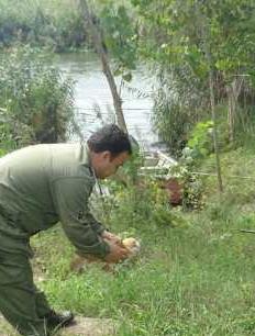 رها سازی یک جغد در لنگرود