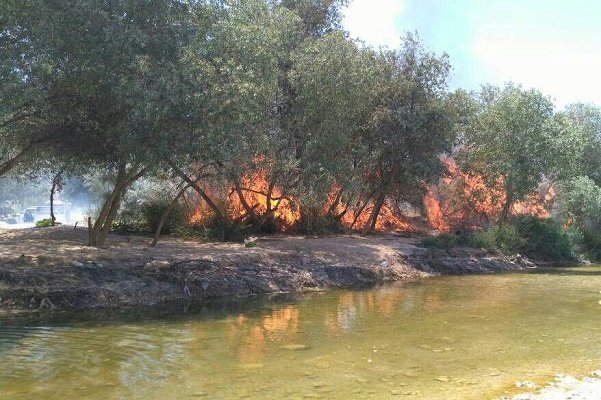 رخت سیه بر تن سبز طبیعت