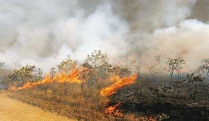 رخت سیه بر تن سبز طبیعت