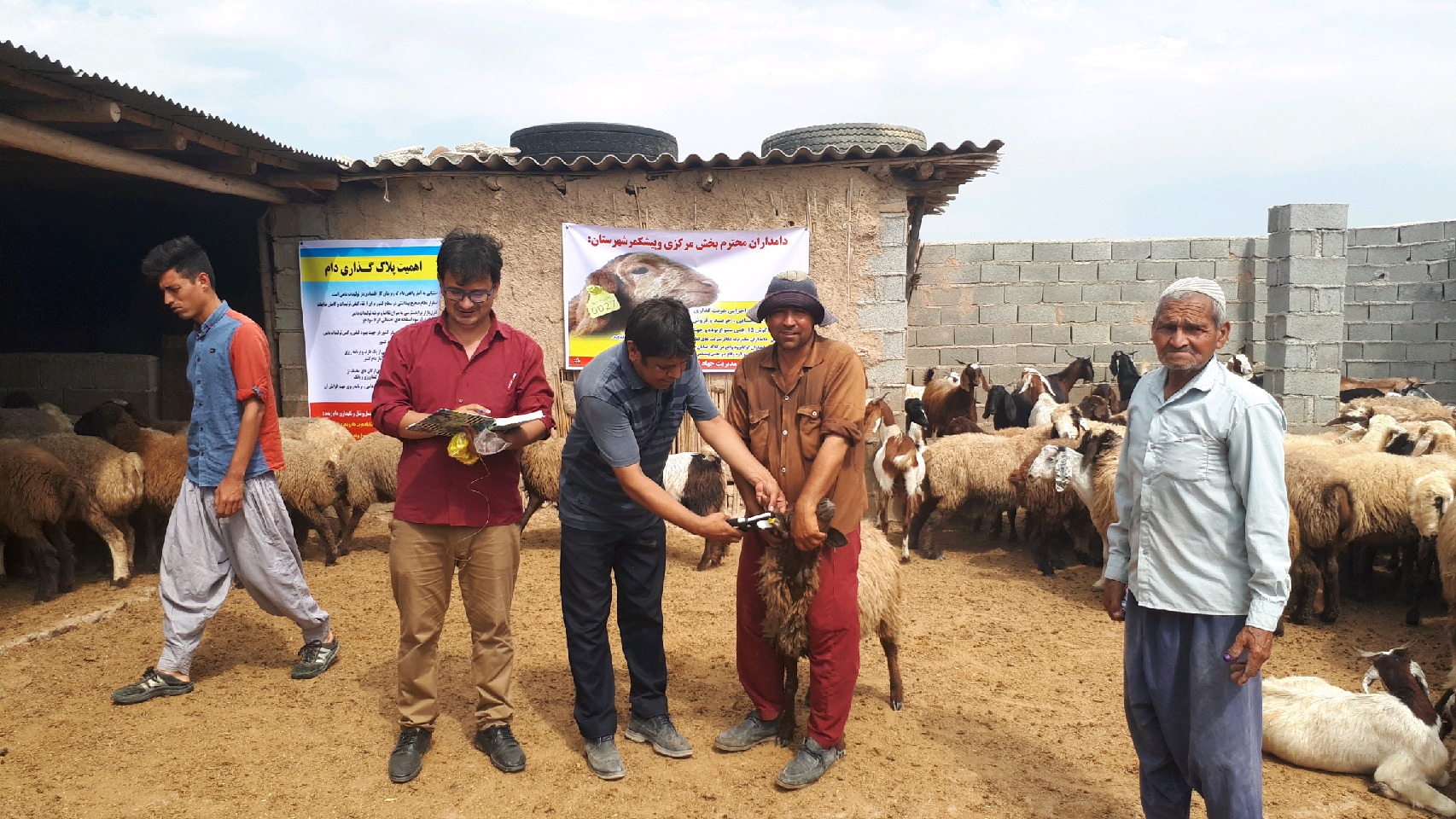 اجرای طرح هویت دار کردن دام در کلاله اجرای طرح هویت دار کردن دام در کلاله
