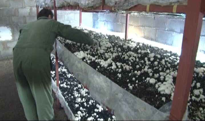 خودکفایی  89 خانوار مددجوی کمیته امداد