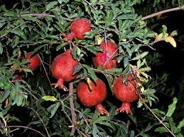 آغاز برداشت انار در ایذه