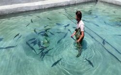 پرورش ماهی خاویاری در میناب