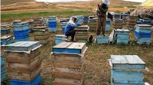 آغاز آمارگیری از کندو‌های زنبورعسل