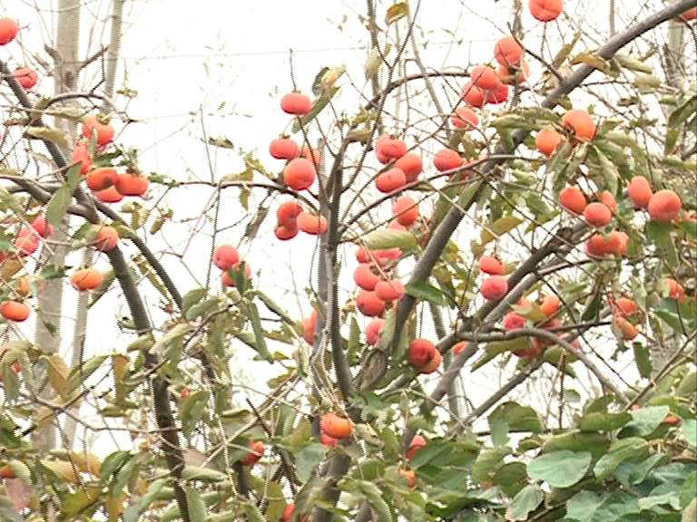 خرمالو‌های تازه در سبد میوه گیلانی‌ها