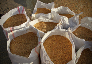 کشاورزان از بذرهای اصلاح شده استفاده کنند کشاورزان از بذرهای اصلاح شده استفاده کنند