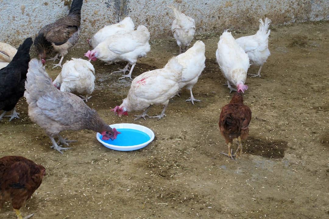 طرح ملی واکسیناسیون نیوکاسل در البرز