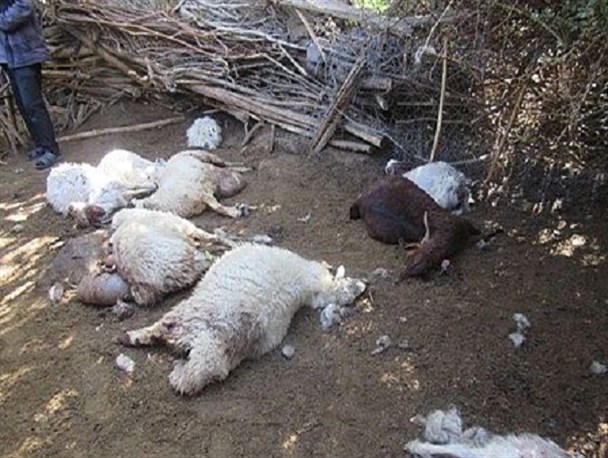 تلف شدن ۱۰۷ راس گوسفند در مرودشت تلف شدن ۱۰۷ راس گوسفند در مرودشت