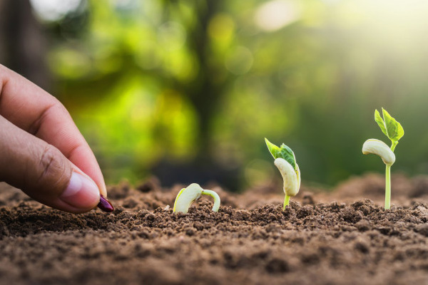 تولید هشت رقم بذر جدید در پردیس تحقیقات کشاورزی امامزاده جعفر گچساران تولید هشت رقم بذر جدید در پردیس تحقیقات کشاورزی امامزاده جعفر گچساران