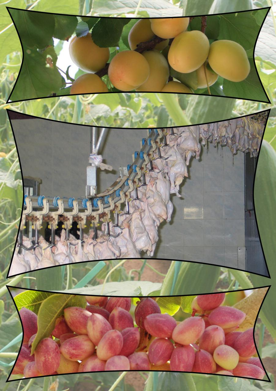 تولید بیش از ۱.۷ میلیون تن محصولات کشاورزی و دامی دراستان یزد تولید بیش از ۱.۷ میلیون تن محصولات کشاورزی و دامی دراستان یزد