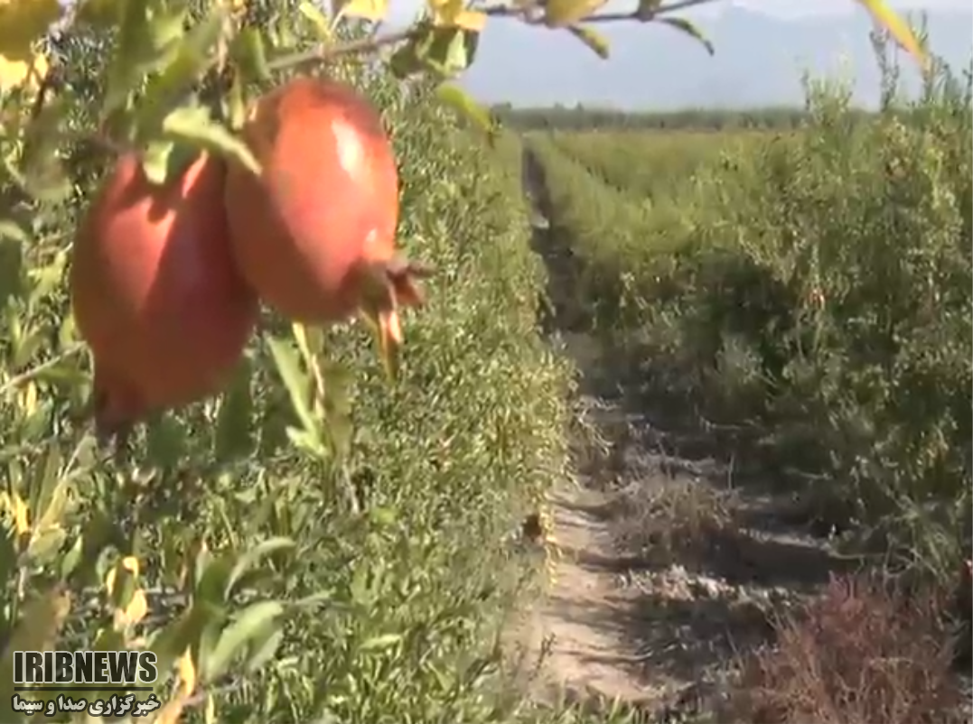 صد دانه یاقوت