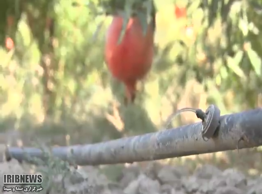 صد دانه یاقوت صد دانه یاقوت