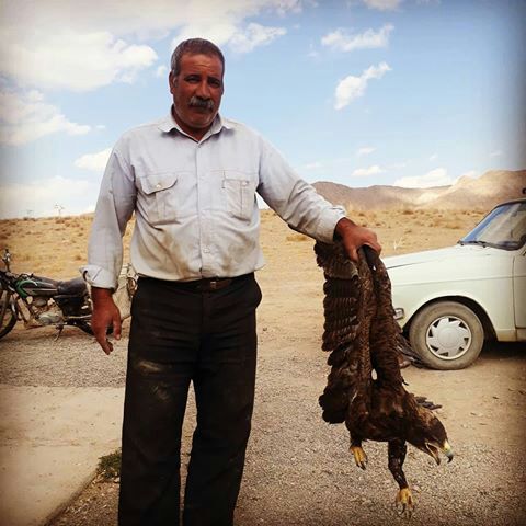 رهاسازی عقاب در طبیعت